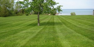 gulfcoast-lawn-care-600x300