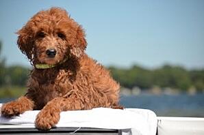 Dog on the water