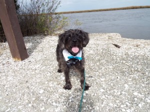 Chestnut_The Bascos