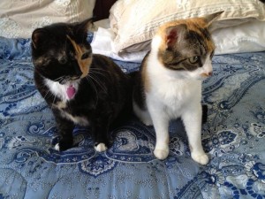Lady(L) Ellie(R)_Shanna & Kevin Schwab