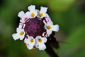 Frog Fruit - phyla nodiflora, a native of Bryan County
