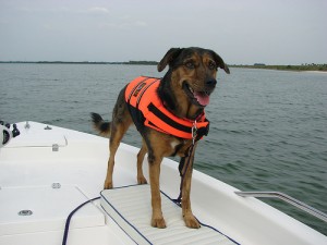 dog on the water 2