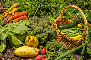 Vegetables from last year's community garden at WaterWays included zucchini, squash, rainbow carrots, snap peas and more.