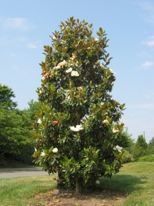 Magnolia Tree-2.jpg