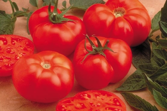 Tomato 1.jpg